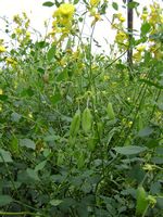 Crotalaria laburnifolia all6-t.JPG